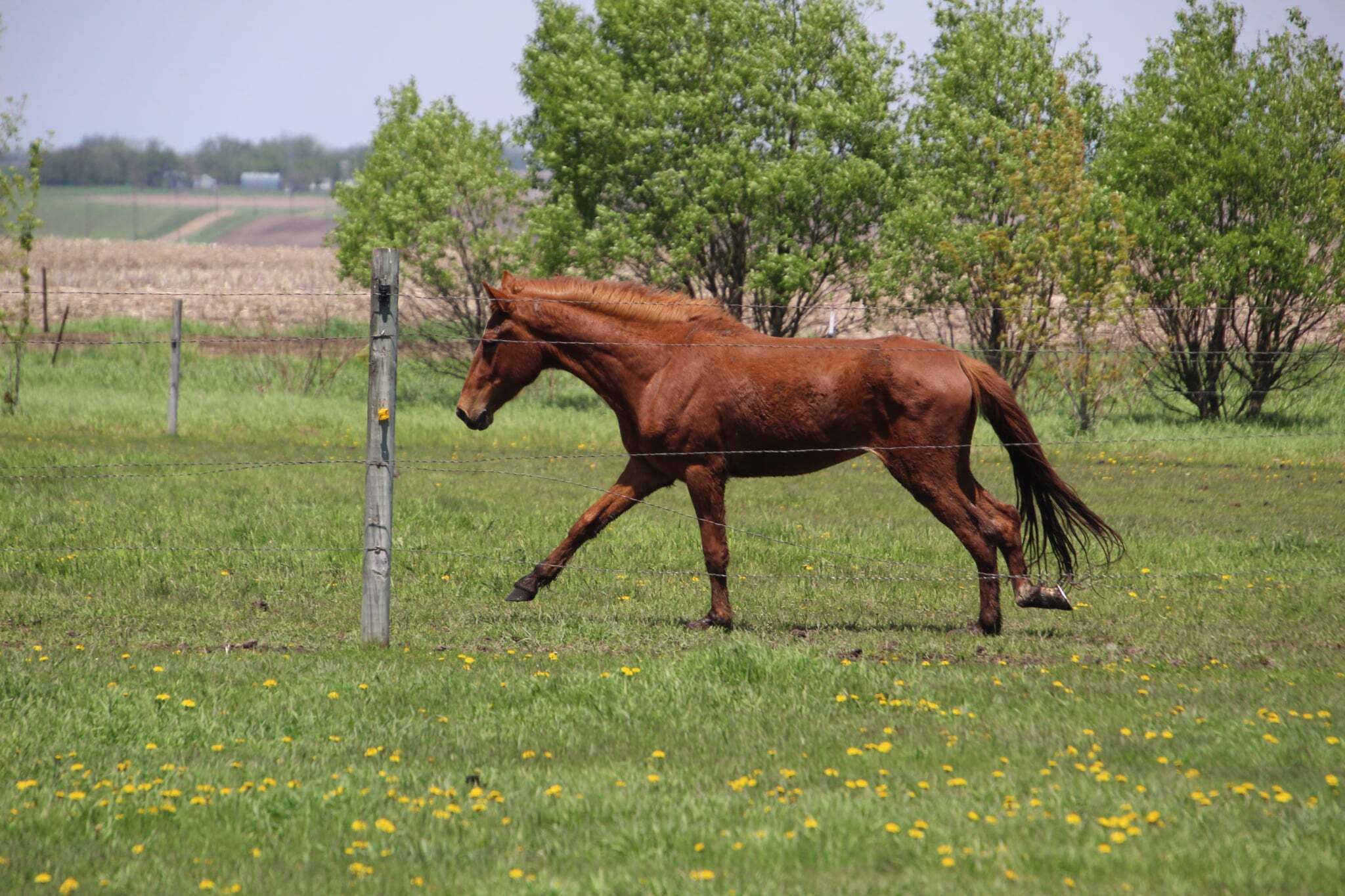 hamiltonrunning